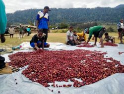 Didukung Kadin, Komoditas Kopi Lokal Mulai Dipasarkan ke Luar Papua