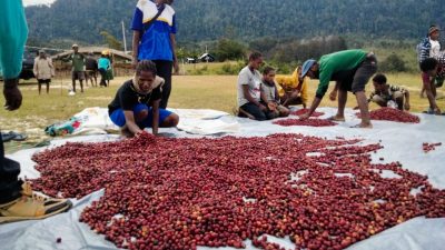 Didukung Kadin, Komoditas Kopi Lokal Mulai Dipasarkan ke Luar Papua