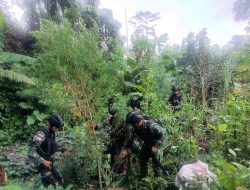 Satgas Pamtas Yonif 126/KC Temukan Ladang Ganja di Perbatasan Papua
