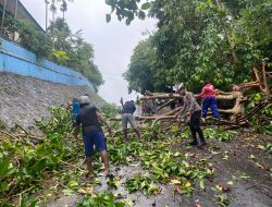 Pohon Tumbang, Polsek Japut Bersinergi Bersama Warga Bersihkan