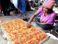 Harga Tomat di Jayawijaya Naik