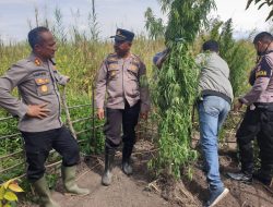 Polisi Bekuk Dua Pemilik Ganja Serta Sita 52 Paket dan 3 Batang Pohon Ganja