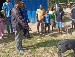 Tiga Kombas di Lingkungan Santo Yusuf Doksar Terima Bantuan Ternak Babi
