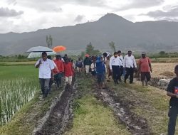 Bupati Bangun Jalan Produksi Bagi Petani Sawah