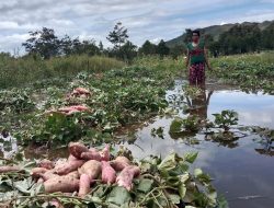 Puluhan Hektar Lahan Perkebunan di Distrik Maima Terendam Air