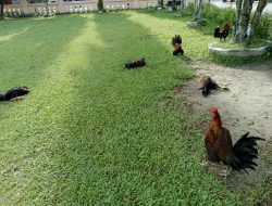 Polres Jayapura Berhasil Gerebek Arena Judi Sabung Ayam