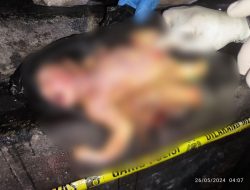 Polisi Selidiki Temuan Janin Bayi Baru Lahir di Tempat Sampah