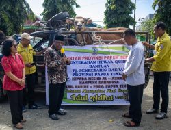 Pemprov Papua Tengah Serahkan Hewan Kurban dari Presiden RI di Nabire: Maknai Hari Raya Idul Adha dengan Kebersamaan