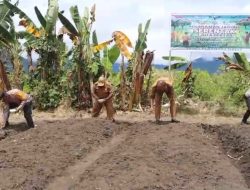 Kolaborasi Lintas Sektor Dorong Ketahanan Pangan di Mamberamo Tengah