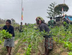 Wujudkan Ketahanan Pangan, Satgas Yonif 521/DY dan Warga Napua Panen Bersama
