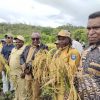 Dorong Kemandirian Pangan, Wakil Bupati Itaman Thago Pimpin Panen Raya Padi Ladang di Kobakma
