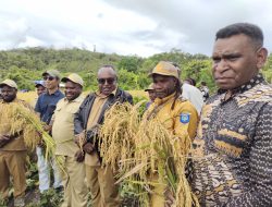Dorong Kemandirian Pangan, Wakil Bupati Itaman Thago Pimpin Panen Raya Padi Ladang di Kobakma