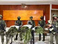 Sinergi TNI-Polri Ungkap Ladang Ganja di Pegunungan Bintang, 226 Batang Pohon Disita